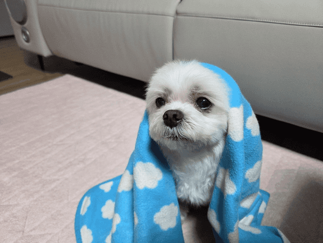 유기견 보호센터 자원봉사 3회 차 후기! 썸네일