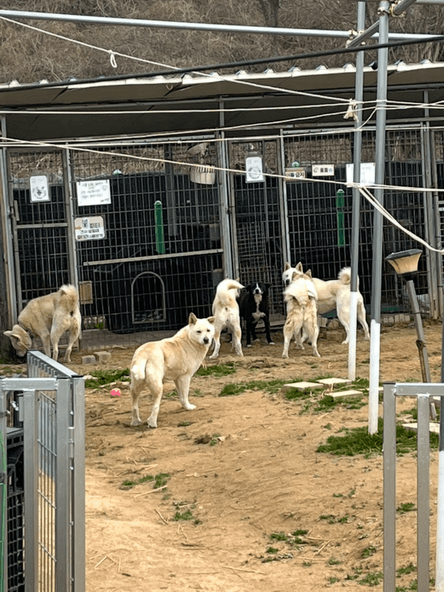 유기견 보호센터 자원봉사 4회 차 후기 썸네일